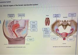 Sammy luffy, senior policy research associate at change, discusses female condoms, also known as internal condoms. Solved Productive System Ity Internal Organs Of The Fema Chegg Com