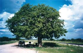 Image result for Colophospermum mopane