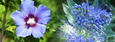 Les fleurs bleues font partie des préférées de la plupart d'entre nous. Arbustes A Fleurs Bleues