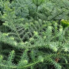 Image result for Araucaria cunninghamii