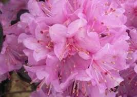 We did not find results for: Types Of Rhododendrons 10 Irresistible Varieties For Your Garden Bob Vila