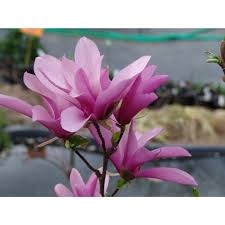 The video shows how to grow magnolia tree from cuttings in a pot. Jane Magnolia Tree Growers Solution
