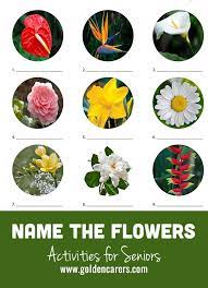 Alexander the great, isn't called great for no reason, as many know, he accomplished a lot in his short lifetime. Name The Flowers Quiz 1 Flower Games Senior Activities Activities