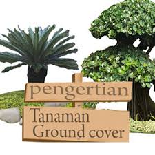 Tanaman penutup tanah terbuka yang mau dihiasi atau belum/tidak terpakai. Pengertian Tanaman Hias Groundcover Ibad Garden