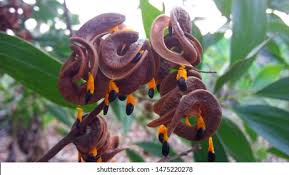 Image result for Acacia mangium