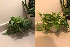 Winter presents a long nap time for pothos. My Pothos Being A Drama Queen Before After Watering Houseplants