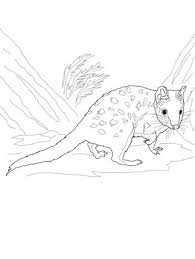 Eastern Quoll Coloring Page Supercoloring Com Quoll Animal Coloring Pages Animal Art