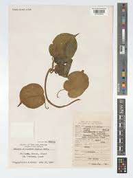 Image result for Telosma africana