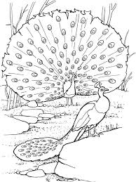 Free printable peacock coloring pages for kids. Pin On Animal Coloring Pages