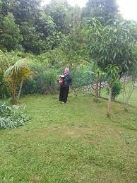 Latest version semak saman online: Laman Semak Samun Rumput Ina Cleaning Pro Service Facebook