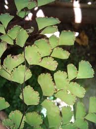 Image result for Adiantum poiretii