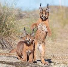 Its purpose at one time in history was for bird hunting in iran and india. Animallover On Twitter Young Caracals Caracal Caracal Wildlifephotography Wildlifeartist Wildlife Wild Catsoftwitter Cat Cats Catsofinstagram Animal Animals Animalkingdom Animales Photo Photographylife Sundaymorning Sundayfunday