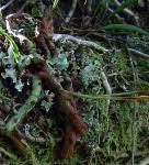 Image result for Lepisorus schraderi