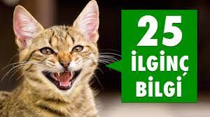 kedilerle ilgili 25 ilginc bilgi youtube