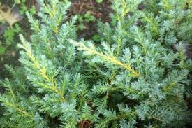 Image result for Juniperus