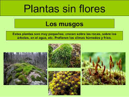 Resultado de imagen de clases de plantas con flores