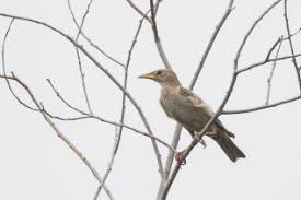 Rosy Starling