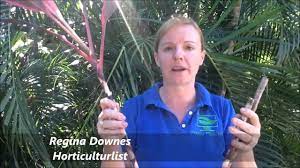 How To Prune Your Cordyline Rubra Youtube