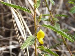 Image result for Kotschya