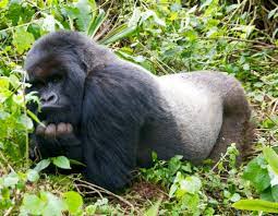 Gorilla Lifespan How Long Do Gorillas Live How Long Does A Gorilla Live