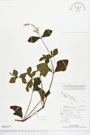 Image result for Cyathula prostrata