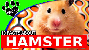 Telnet communications provides reliable digital phone and high speed dsl internet solutions to customers across ontario & quebec. 10 Hamster Facts All About Hamsters Youtube