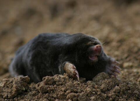 Mole | The Wildlife Trusts