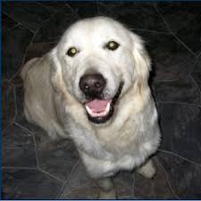 25 cute Golden Retriever puppies for sale in North Dakota