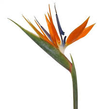 Bird Of Paradise Flower Meaning In Hindi Birds Of Paradise Tropical Flower Fiftyflowers Com Birds Of Paradise Flower Tropical Flowers Tropical Flower Arrangements