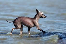 Get to Know the Xoloitzcuintli: The Mexican Hairless – Dogster