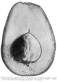 Image result for Dark Avocado 1977 Fedders