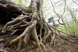 Trees And Roots