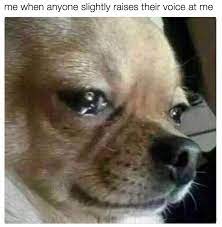 18 Things You Ll Get If You Cry Like Every Other Day Funny Animal Memes Dog Memes Funny Animals