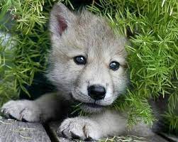 The Daily Cute 10 Simply Adorable Pics Baby Wolves Cute Animals Animals
