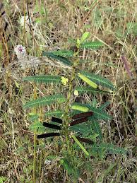 Image result for Aeschynomene mimosifolia
