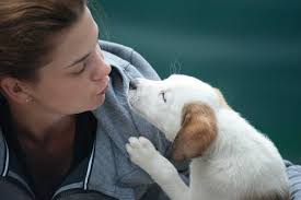 A fecal test should confirm whether or not your dog has parvo. How To Tell If Your Dog Is Getting Better From Parvo Careanimalhospital