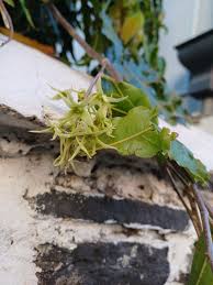 Image result for Monoon