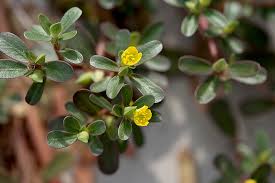 Purslane leaves with scrambled eggs recipe : How To Plant And Grow Purslane Gardener S Path