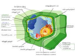 Maybe you would like to learn more about one of these? à®¤ à®µà®° à®‰à®¯ à®°à®£ à®¤à®® à®´ à®µ à®• à®• à®ª à®ª à®Ÿ à®¯