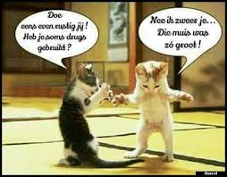 Doe Eens Grappige Dierenplaatjes Grappige Huisdieren Grappige Katten