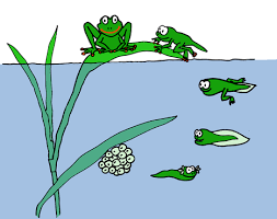 Image result for Blue Ranger, Green Frogs,