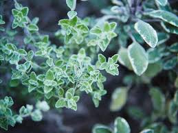 Culinary herb gardening is enhanced with the addition of unusual herb plants from around the world. Wild Zaatar Oregano An Update Garden Betty