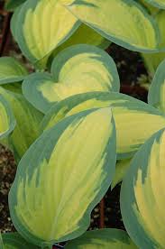 Hosta ' orange marmalade ' has yellow leaves with a blue margin and is a large hosta that has lavender flowers and grows in semi shade and full shade. Orange Marmalade Ball Hosta Hosta Orange Marmalade In Burlington Waterdown Dundas Ontario Ontario On At Connon Nurseries