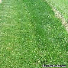 Creeping Red Fescue Grass Seeds American Meadows Fescue Grass Fescue Grass Seed Fescue Lawn