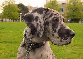 It is more than 300 years old; Why People Cut Their Dog S Ears And Why You Shouldn T The Dodo