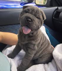 You will find pomeranian dogs for adoption and puppies for sale under the listings here. Shar Pei Info Temperament Puppies Pictures