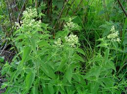 Image result for Hoslundia