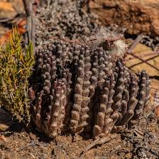 Image result for Tridentea