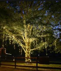 How To Wrap Trees With Mini Lights For Christmas Outdoor Tree Lighting Christmas Lights Outdoor Trees Christmas Lights Outside