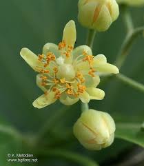 Image result for Glyphaea tomentosa